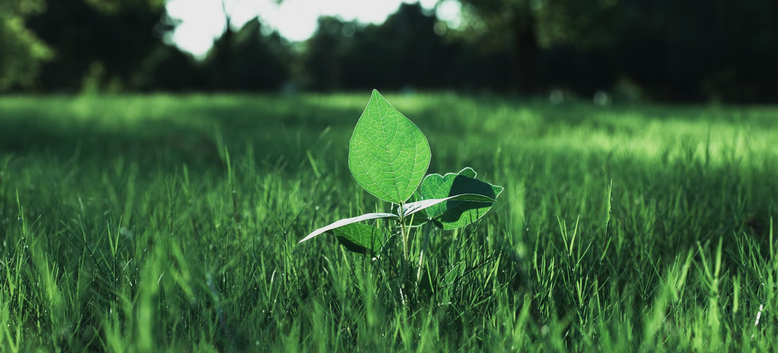 188bb47dbd41e8c8ea077ec415e304a5